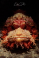   bearded scorpionfish looks straight my lens. lens  
